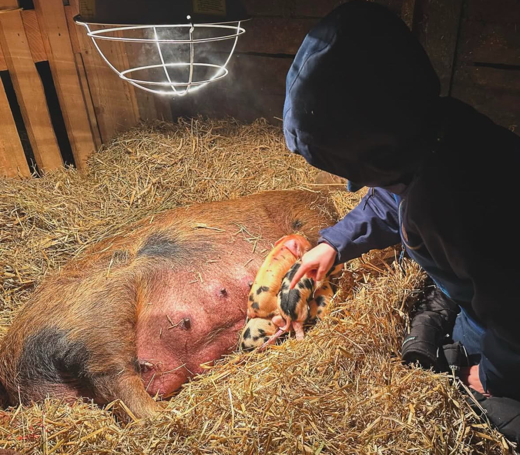 a brown kunekune sow laying under a heat lamp with her newborn piglets while child in snow suit pets them.