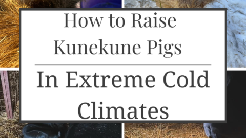 how to raie kunekune pigs in extreme cold climates banner with kunekune piglets, kunekune sows and a kunekune boar