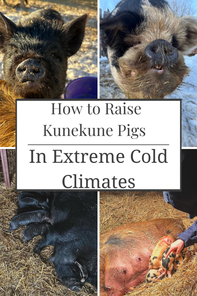 how to raise kunekune pigs in extreme cold climates banner. WIth a black kunekune piglet, a black and white kunekune. A black kunekune sow nursing her newborn piglets. And a brown kunekune sow laying with her newborn piglets.