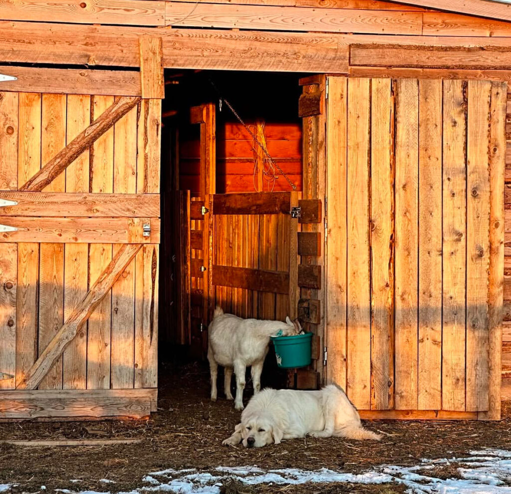 Rustic barn with large white dog laying inside of the door while a white goats eats from a bucket hanging on the wall.