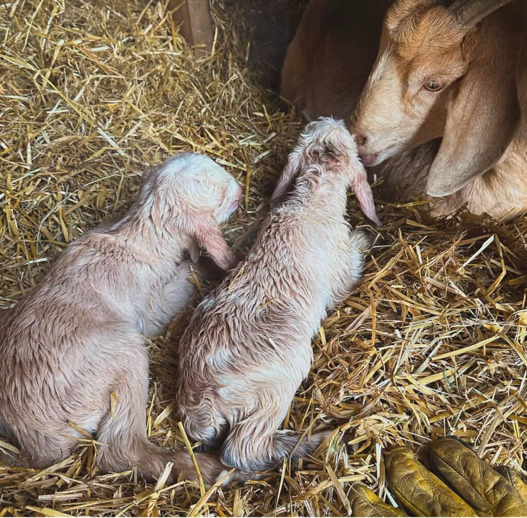 Tan mother goat smelling her newborn twin kids in the straw.