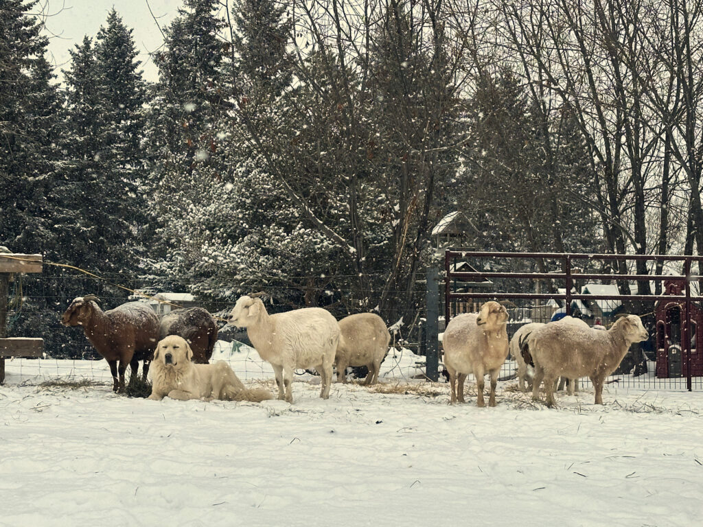 a group of goats standing together in a snow storm