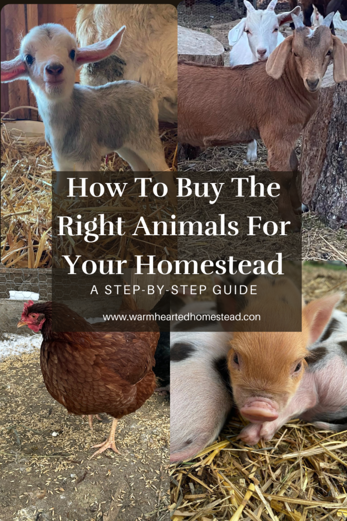 How to buy the right animals for your homestead banner, A picture of a grey newborn kiko kid, a brown boer buckling, a lohman brown head and a ginger and black kunekune piglet,