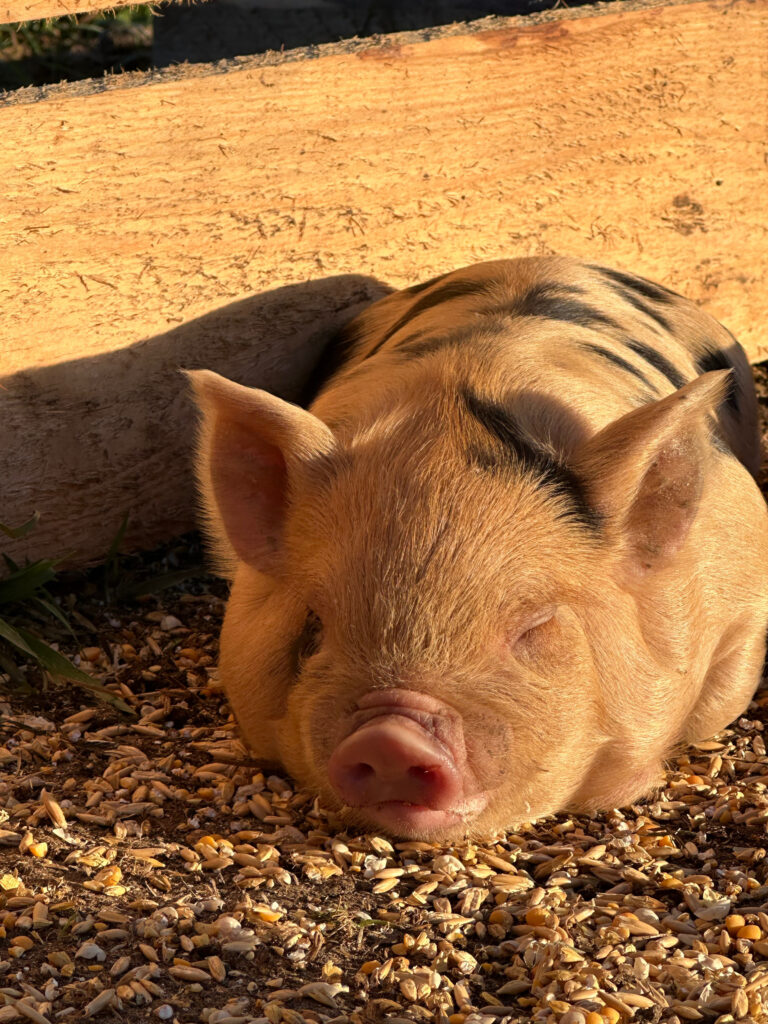 ginger and black kunekune piglet sleeping on grain in the sunshine.