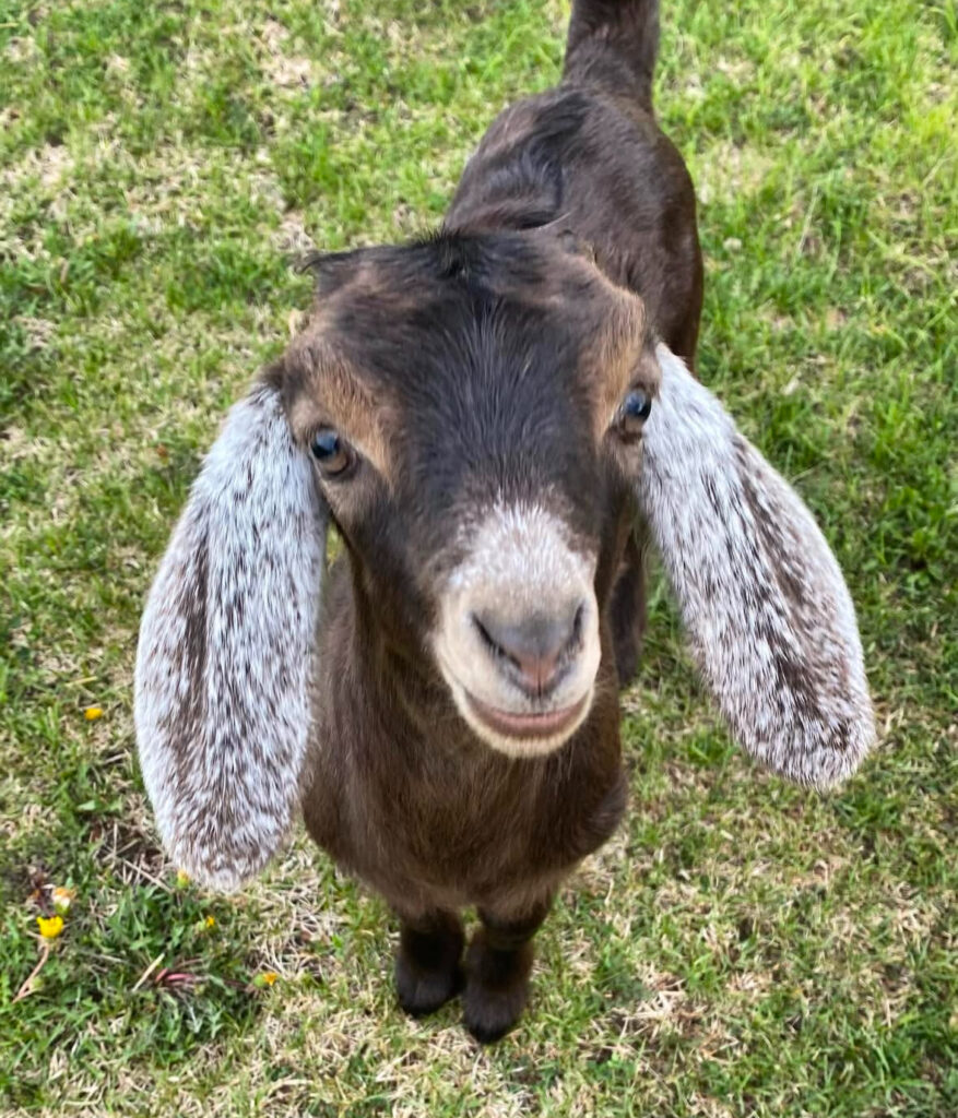 black and brown goat kid with big white ears looking at camera. Very cute goat.