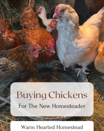 Buying Chickens for the New homesteader warm hearted homestead banner. With a flock of chickens drinking out of a black water dish in the background.
