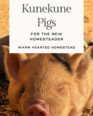 Kunekune pigs for the new homesteader warm hearted homestead banner. With a kunekune pig sleeping in the background.